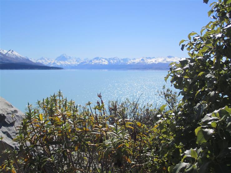 Lake Pukaki with vegetation