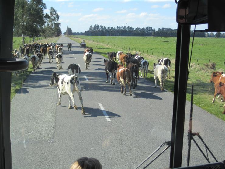 Come on cows. Give way to the Kiwi Bus
