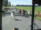 Come on cows. Give way to the Kiwi Bus