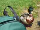 A hungry injured duck, not shy of people. It took a piece of bread right out of my hand