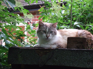 Moonshine on 26 May 2006